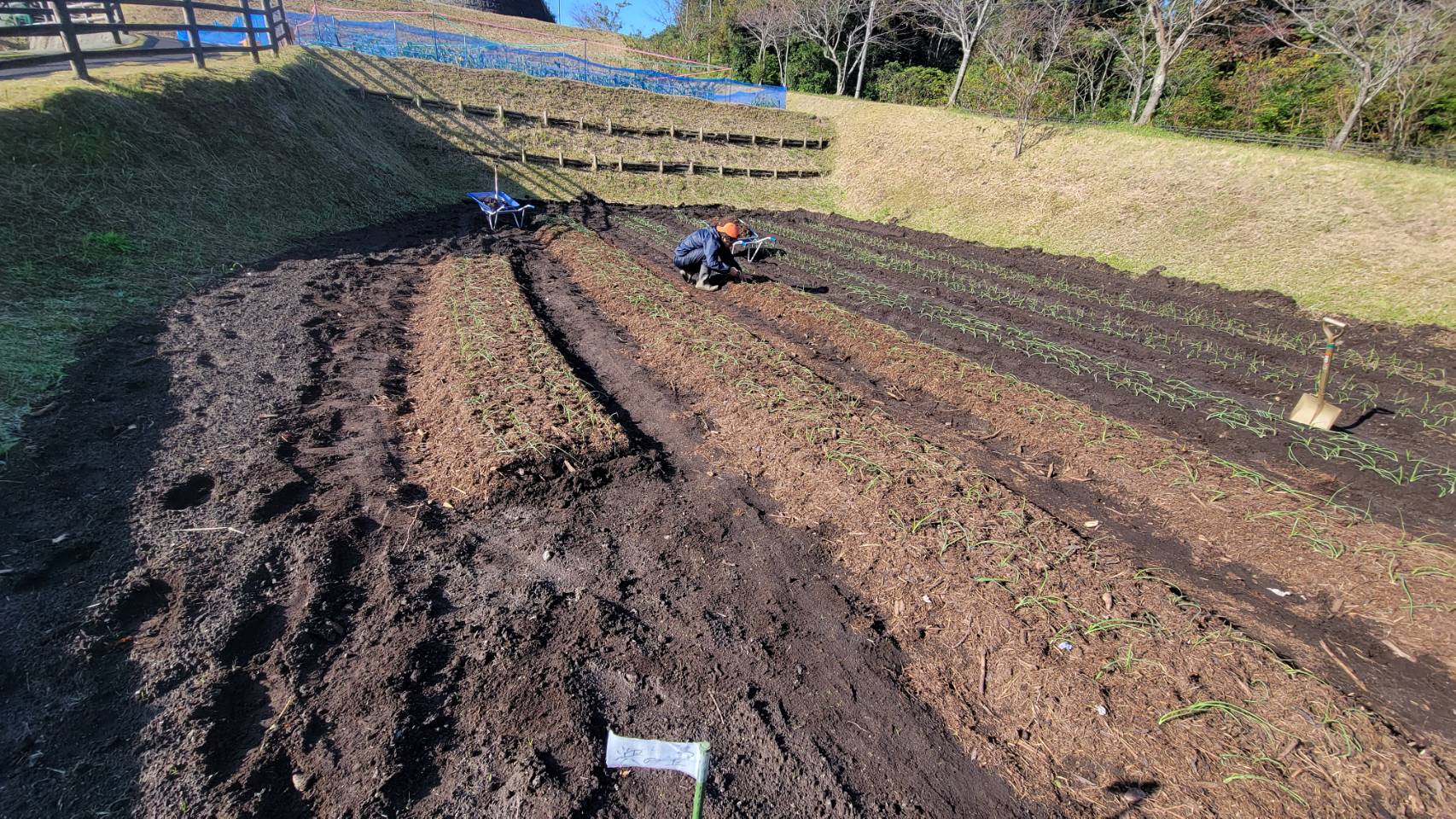 雑草で雑草対策！！？？ - （株）追立造園